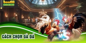 Cách Chọn Gà Đá