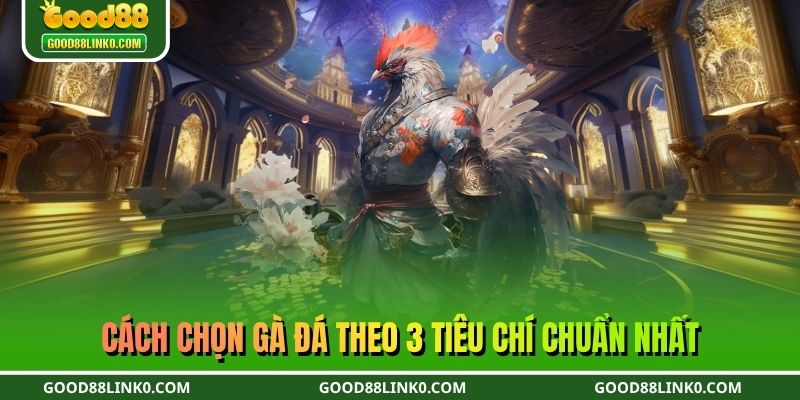 Cách chọn gà đá theo 3 tiêu chí chuẩn nhất