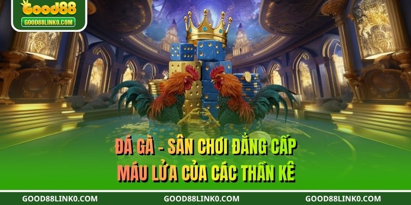 Đá gà - Sân chơi đẳng cấp, máu lửa của các thần kê