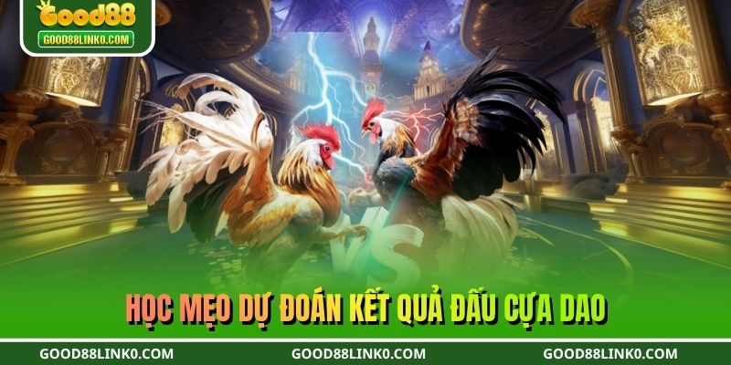 Học mẹo dự đoán kết quả đấu cựa dao
