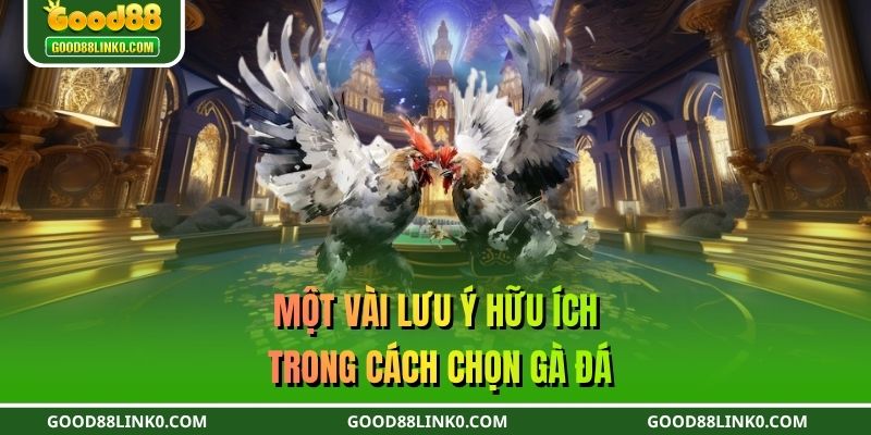 Một vài lưu ý hữu ích trong cách chọn gà đá