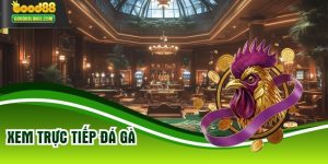 Xem Trực Tiếp Đá Gà